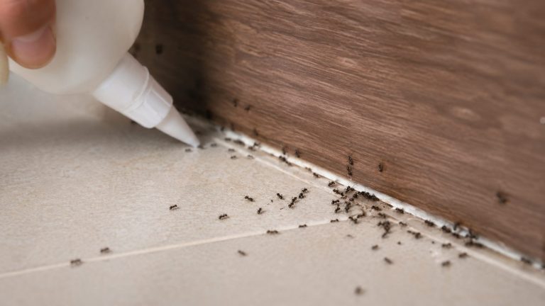 Comment détruire un nid de fourmis inaccessible sans danger