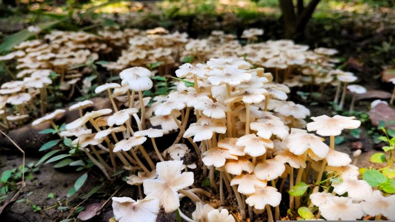 Champignon blanc sur poutre en bois : causes et solutions efficaces