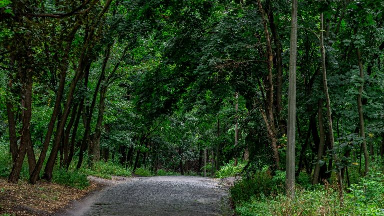 Terrain arboré : comment valoriser efficacement votre espace naturel